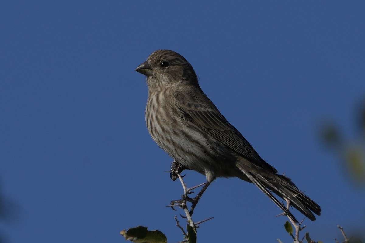 House Finch - ML646548664