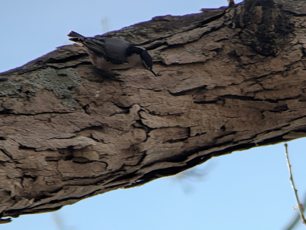 White-breasted Nuthatch - ML646548665