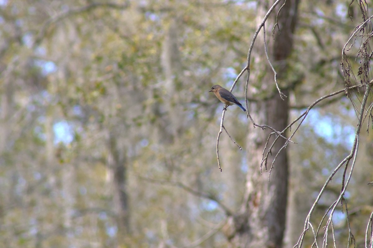 Eastern Bluebird - ML646548667