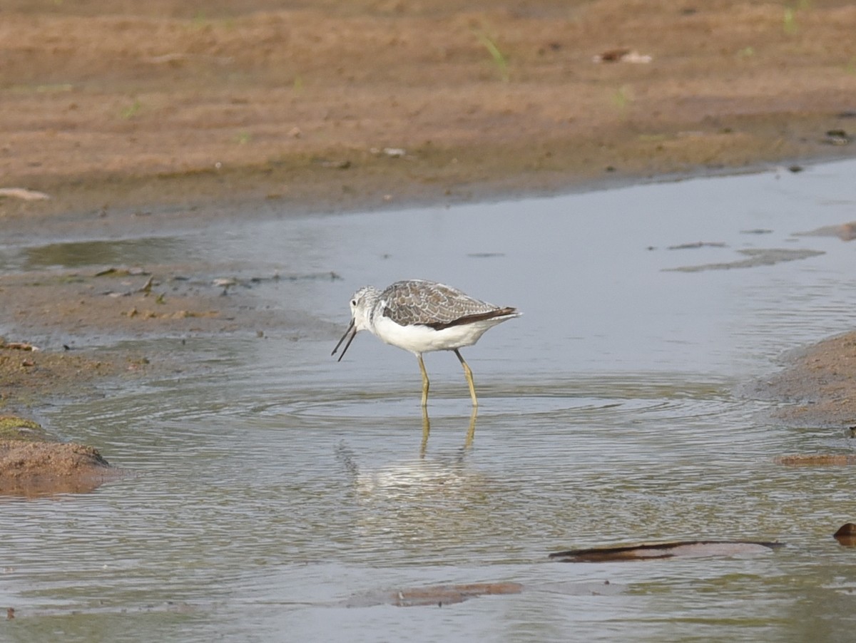 Common Greenshank - ML646548669