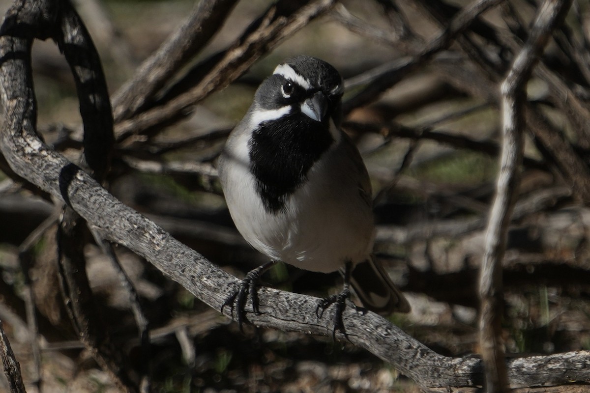 Black-throated Sparrow - ML646548670