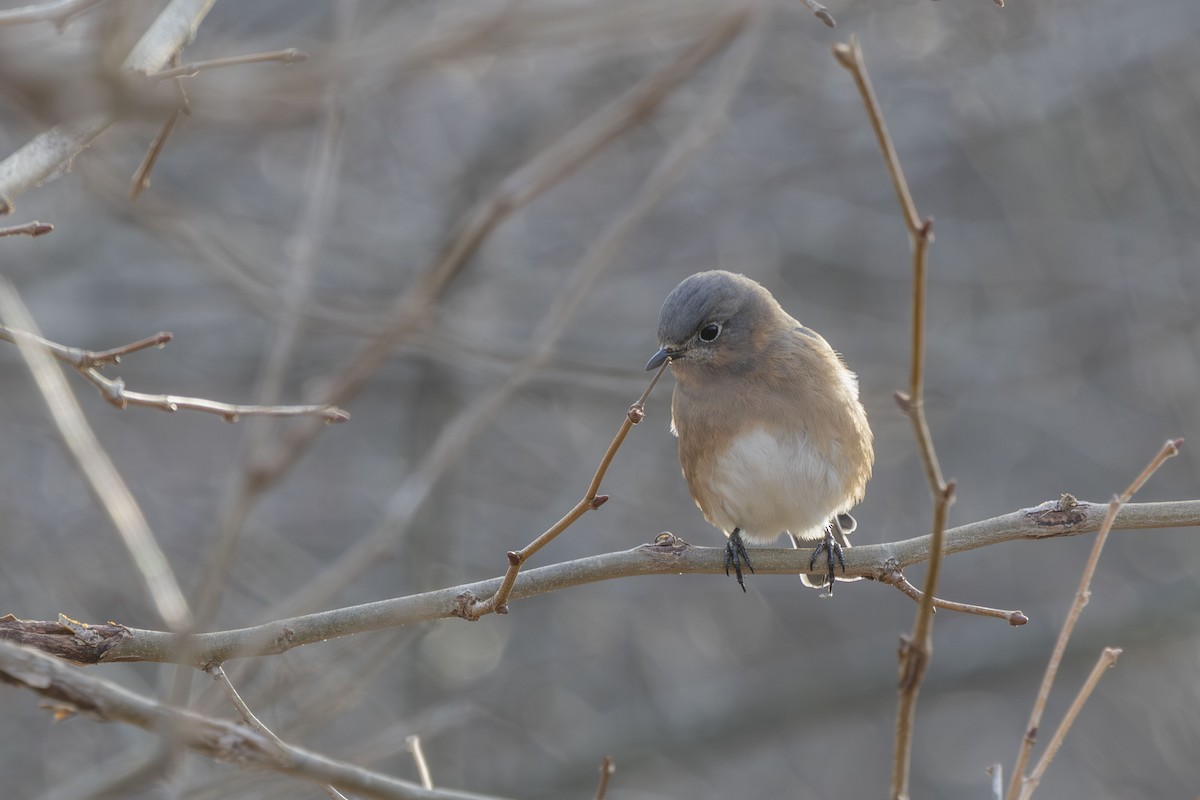 Eastern Bluebird - ML646548671