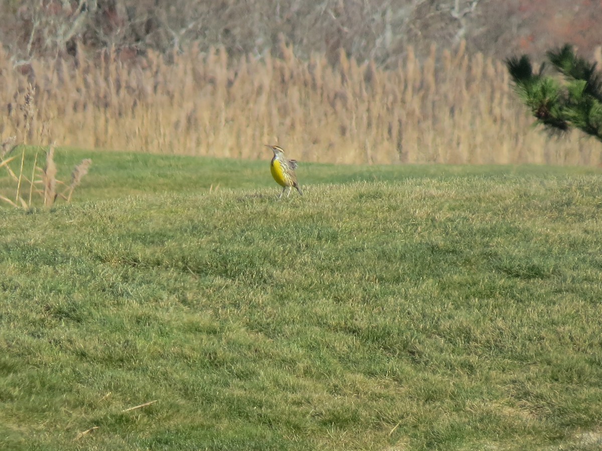 Eastern Meadowlark (Eastern) - ML646548672