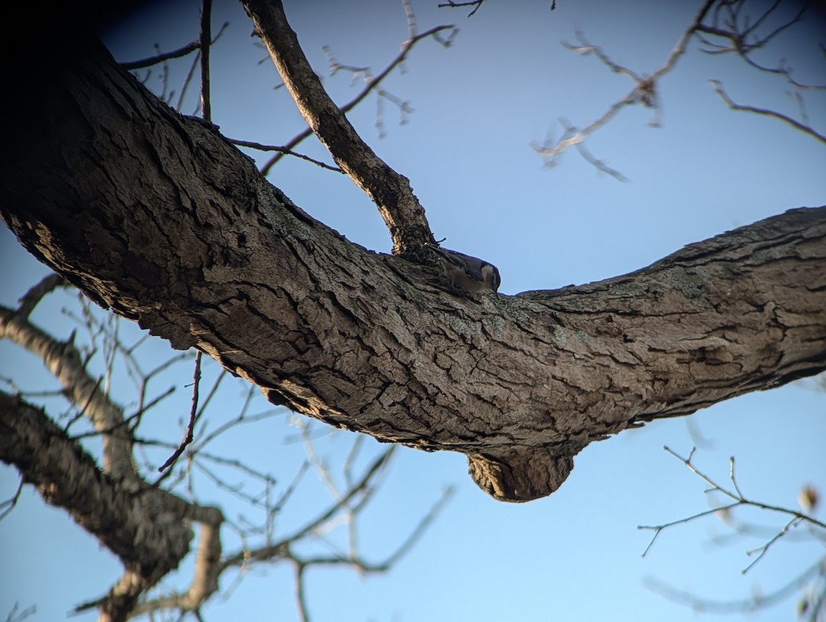 White-breasted Nuthatch - ML646548673