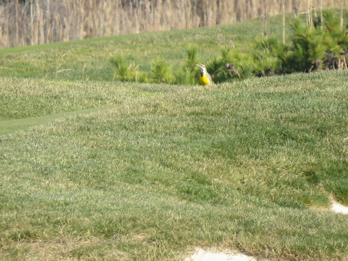 Eastern Meadowlark (Eastern) - ML646548674