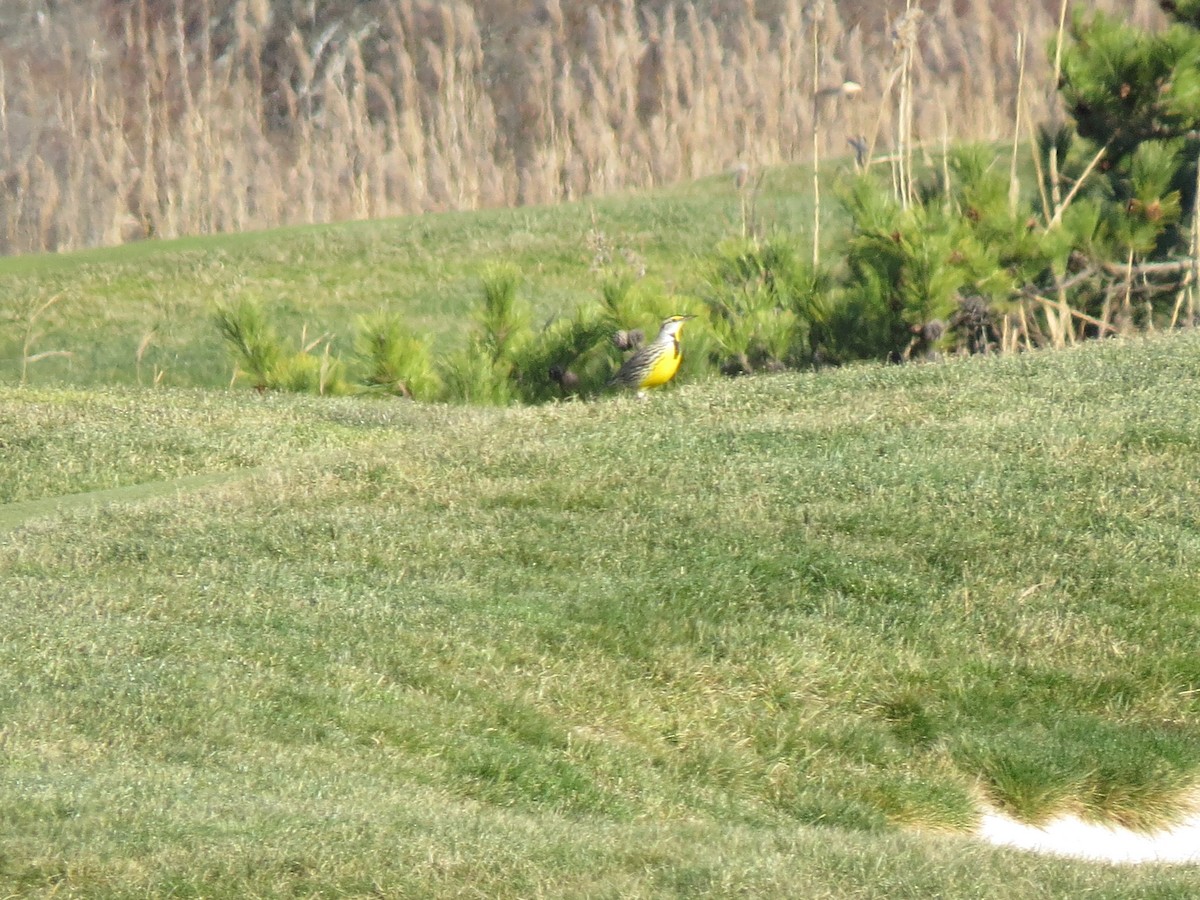 Eastern Meadowlark (Eastern) - ML646548675