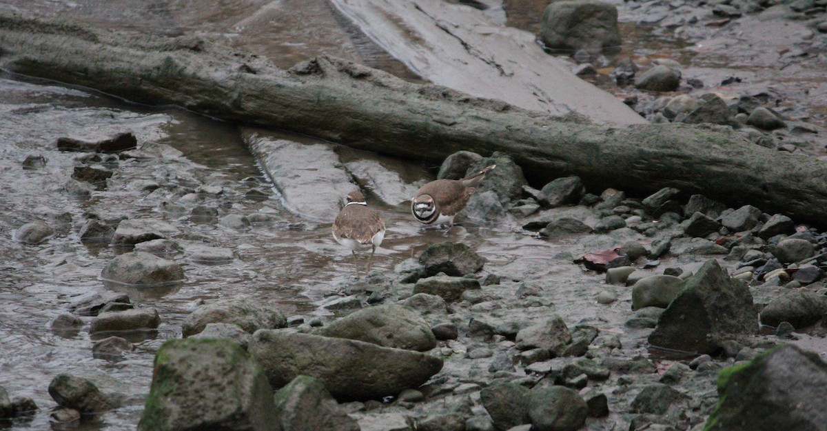 Killdeer - ML646548676