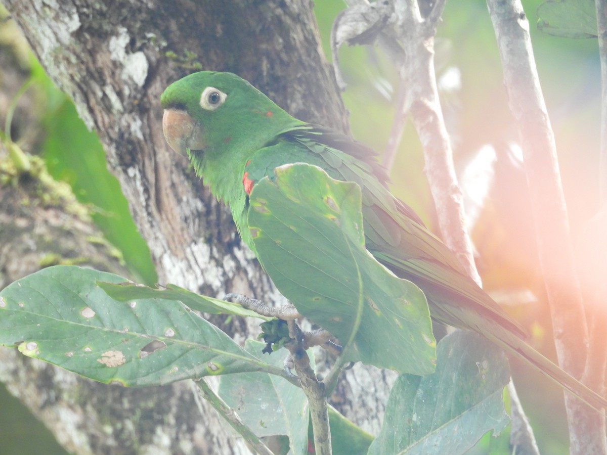 White-eyed Parakeet - ML646548677