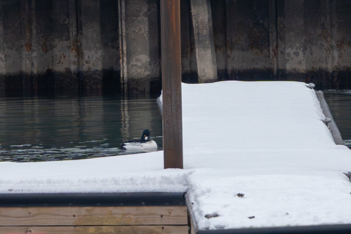 Common Goldeneye - ML646548680