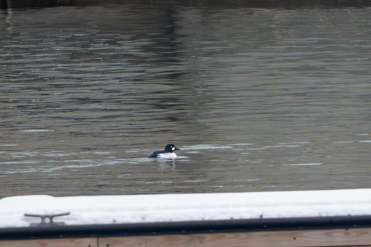 Common Goldeneye - ML646548681