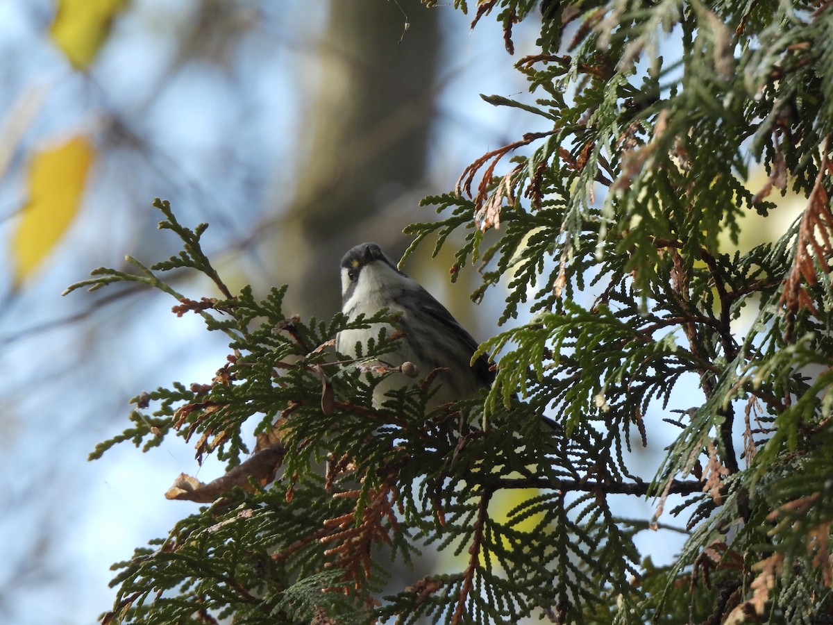 Black-throated Gray Warbler - ML646548682