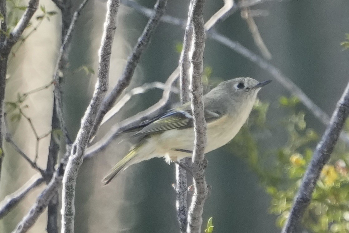 Ruby-crowned Kinglet - ML646548683