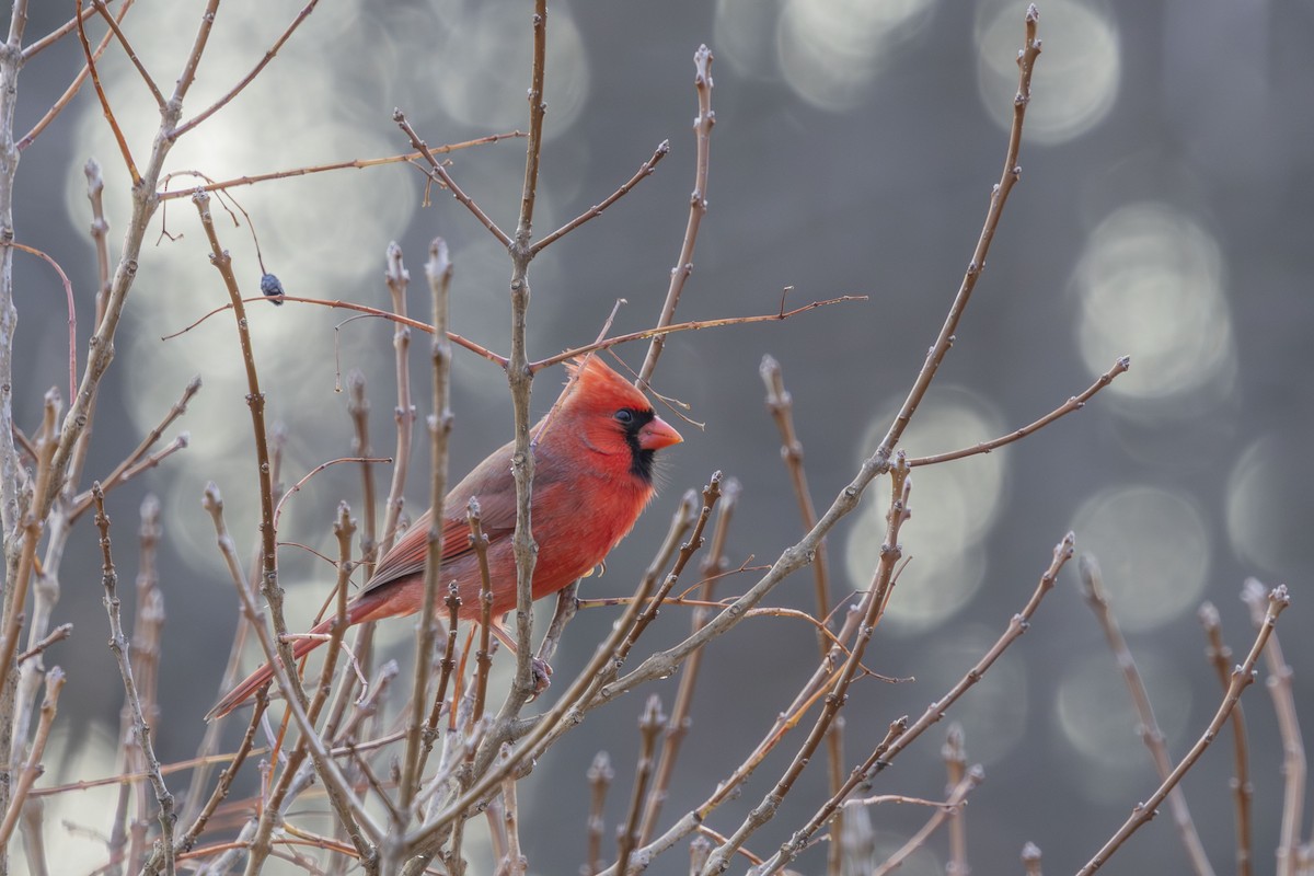 Northern Cardinal - ML646548687