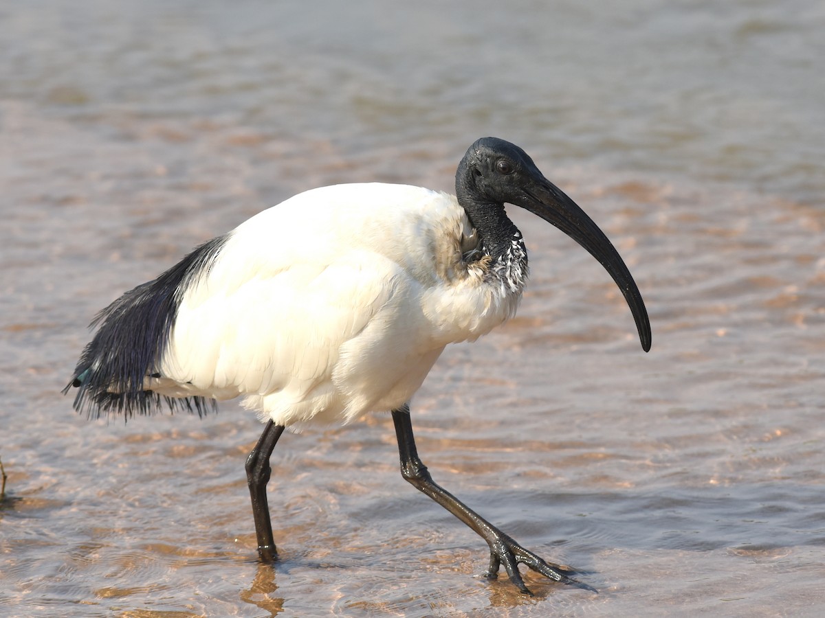 African Sacred Ibis - ML646548689
