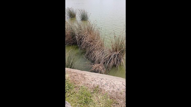 Red-fronted Coot - ML646548692