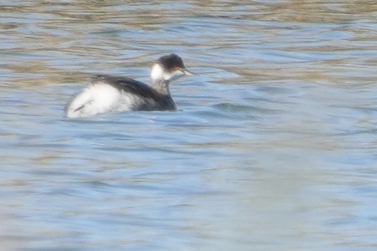 Eared Grebe - ML646548693