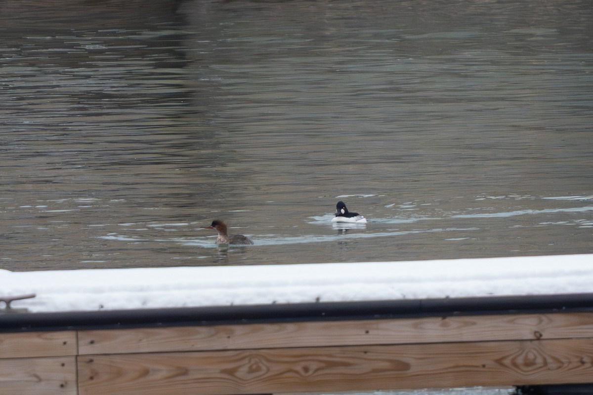 Red-breasted Merganser - ML646548694