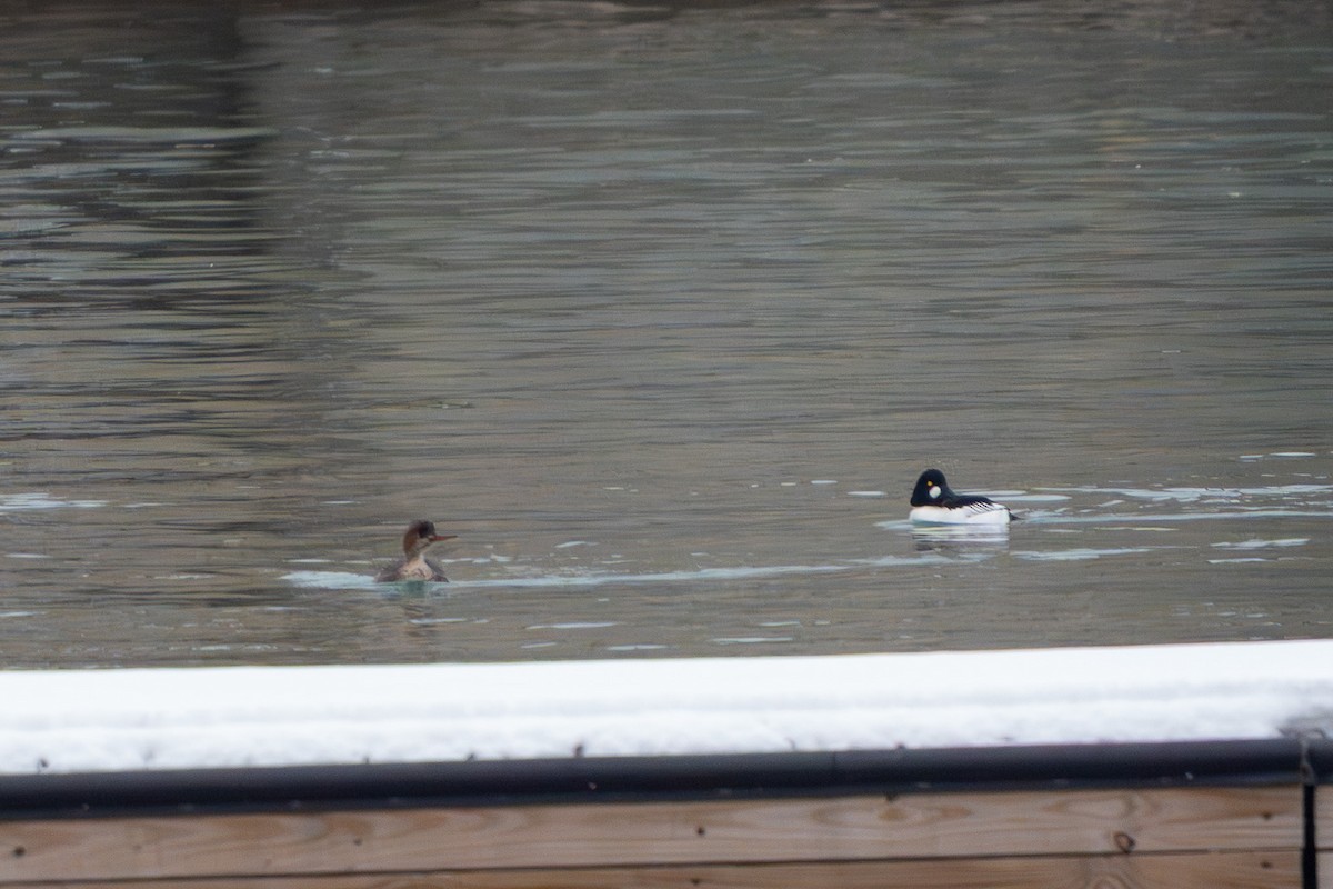 Red-breasted Merganser - ML646548695