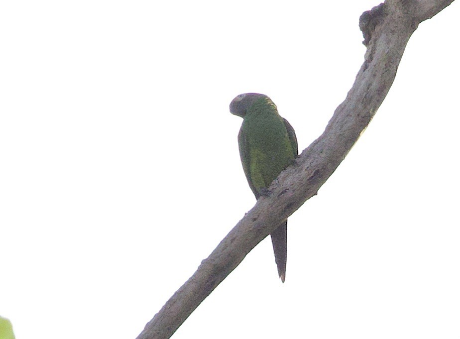 Dusky-headed Parakeet - ML646548697
