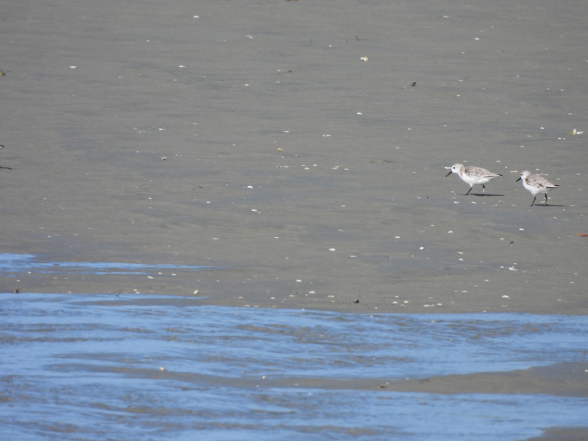 Песчанка - ML646548698