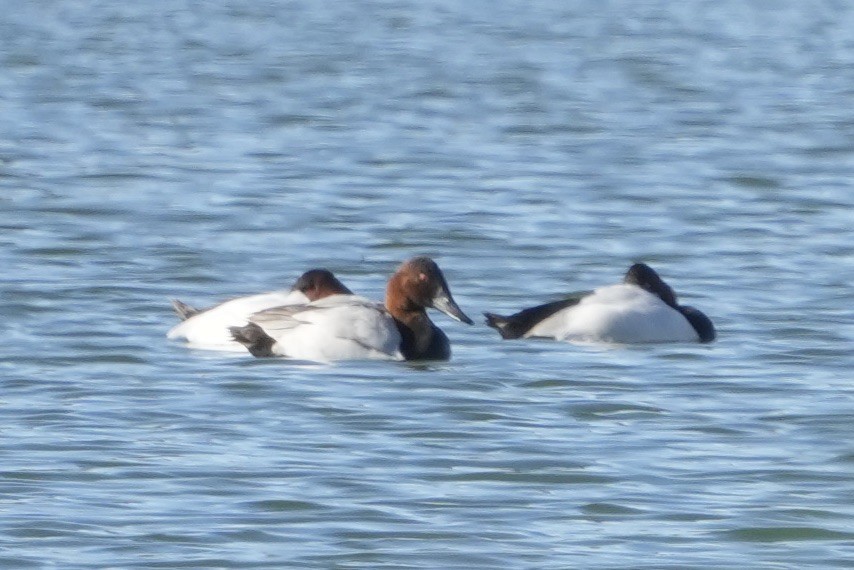 Canvasback - ML646548701