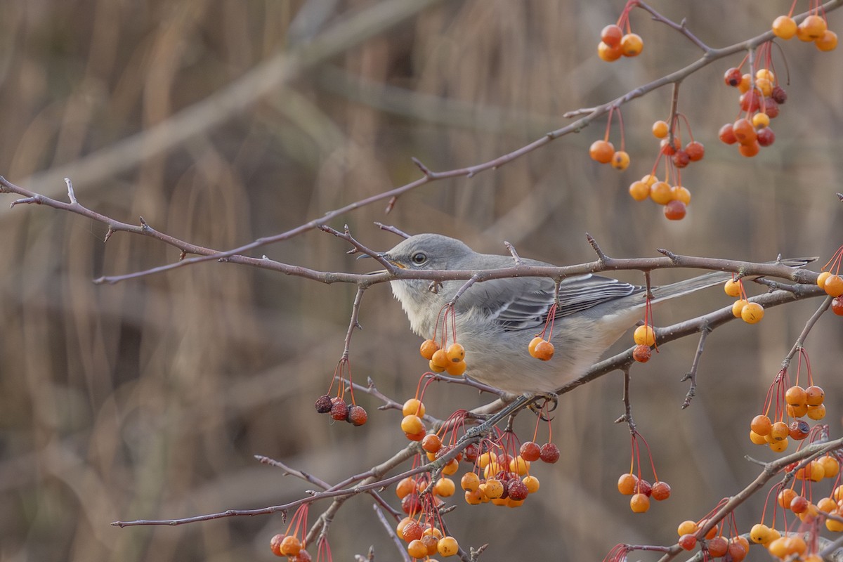 Northern Mockingbird - ML646548703