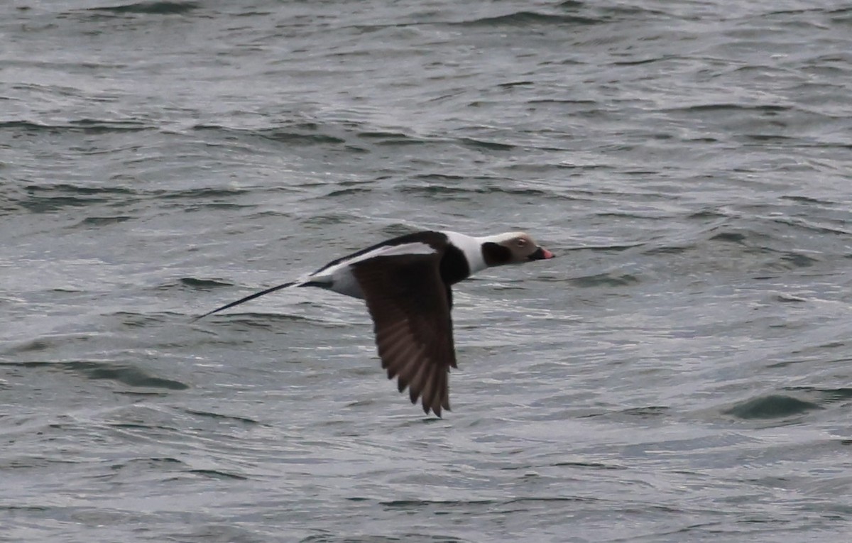 hoholka lední - ML646548704