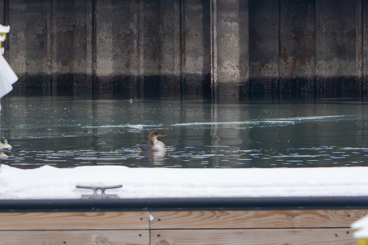 Smergo minore - ML646548707