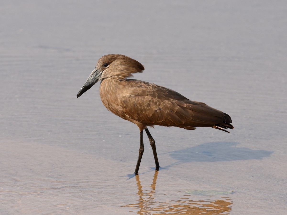 Hamerkop - ML646548710