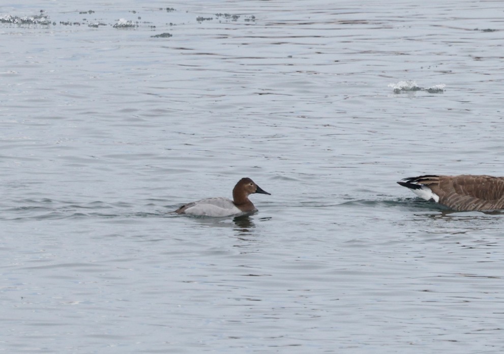 Canvasback - ML646548713