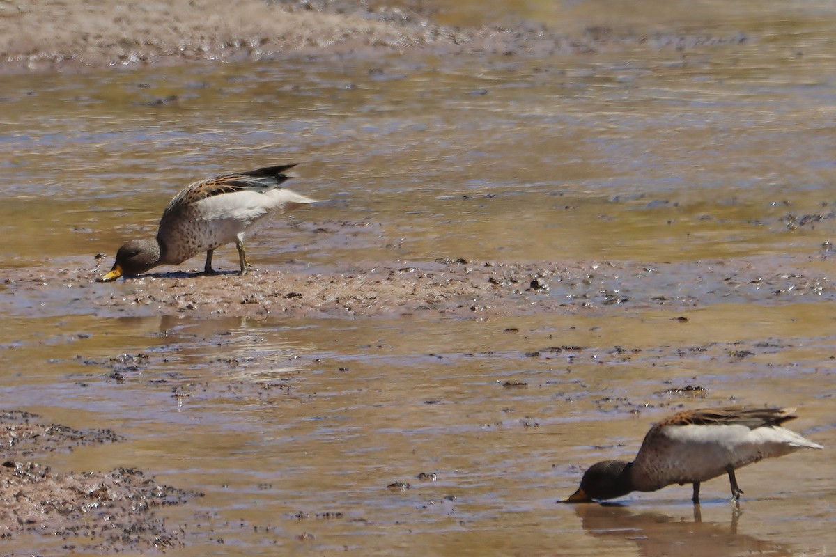 Желтоклювый чирок - ML646548714