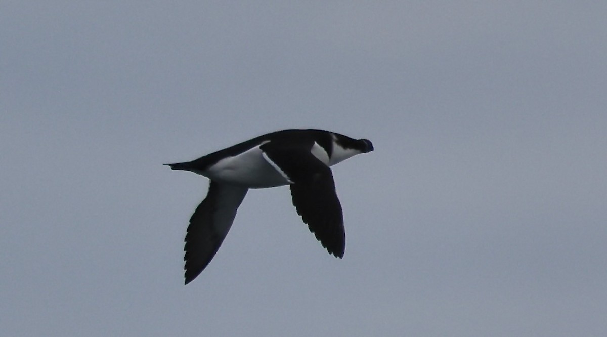 alka malá - ML646548721