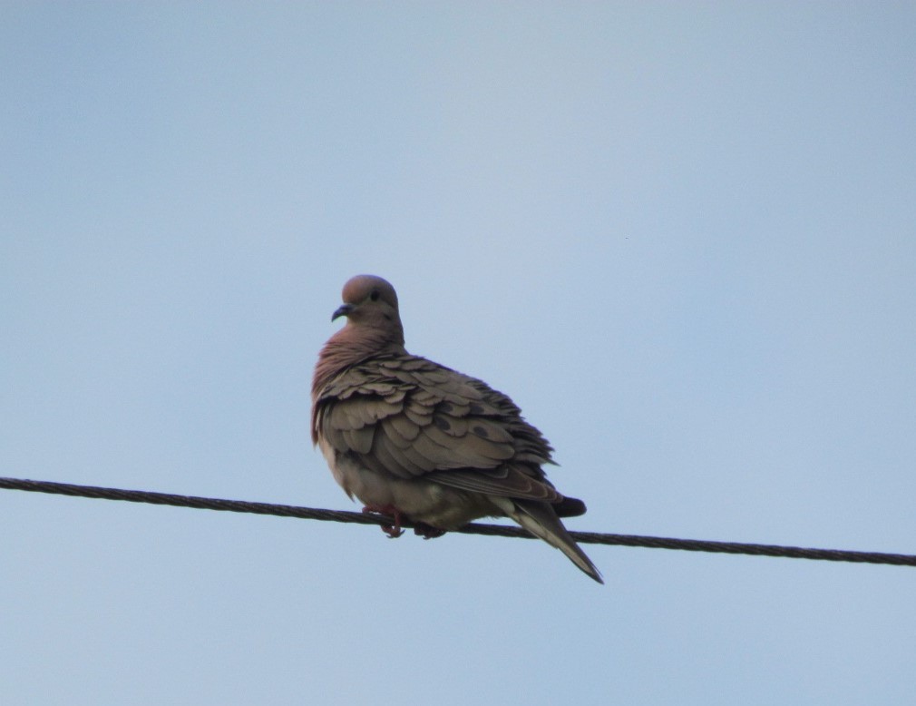 ミミグロバト - ML646548725