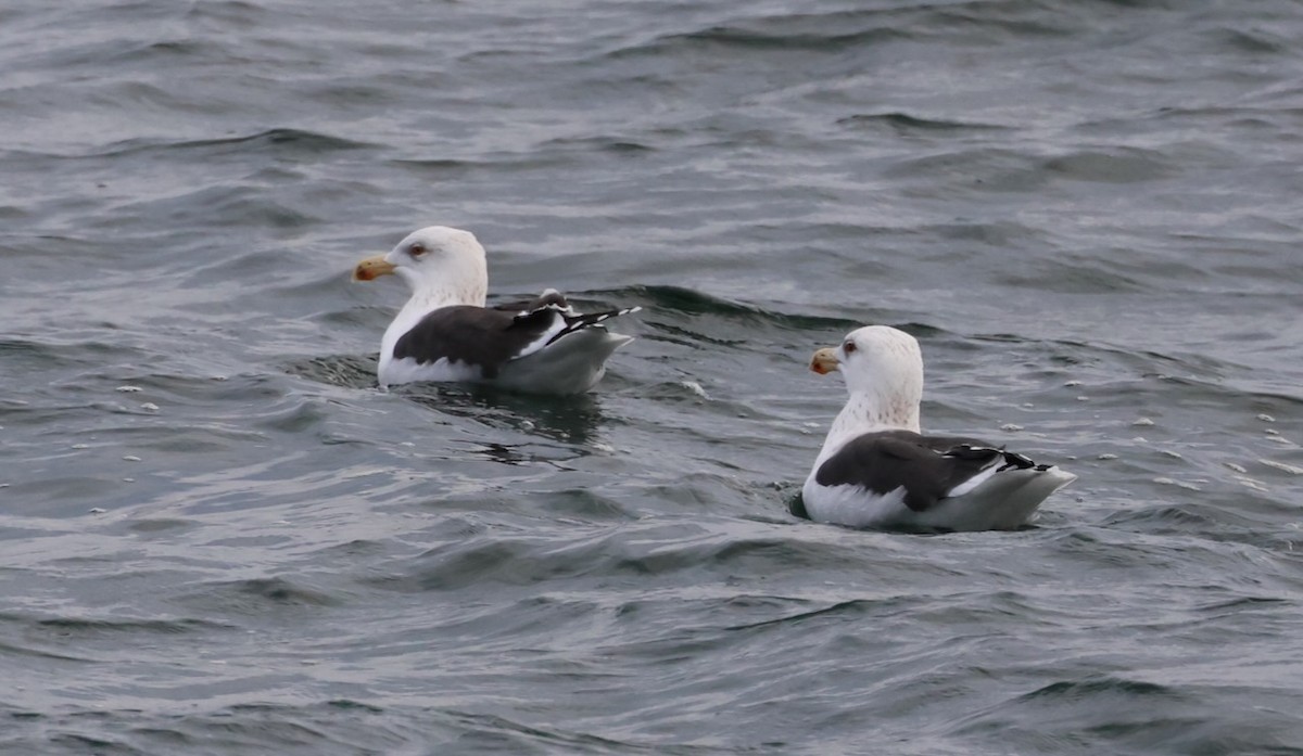 Great Black-backed Gull - ML646548729