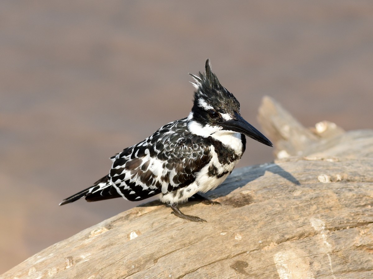 Pied Kingfisher - ML646548730