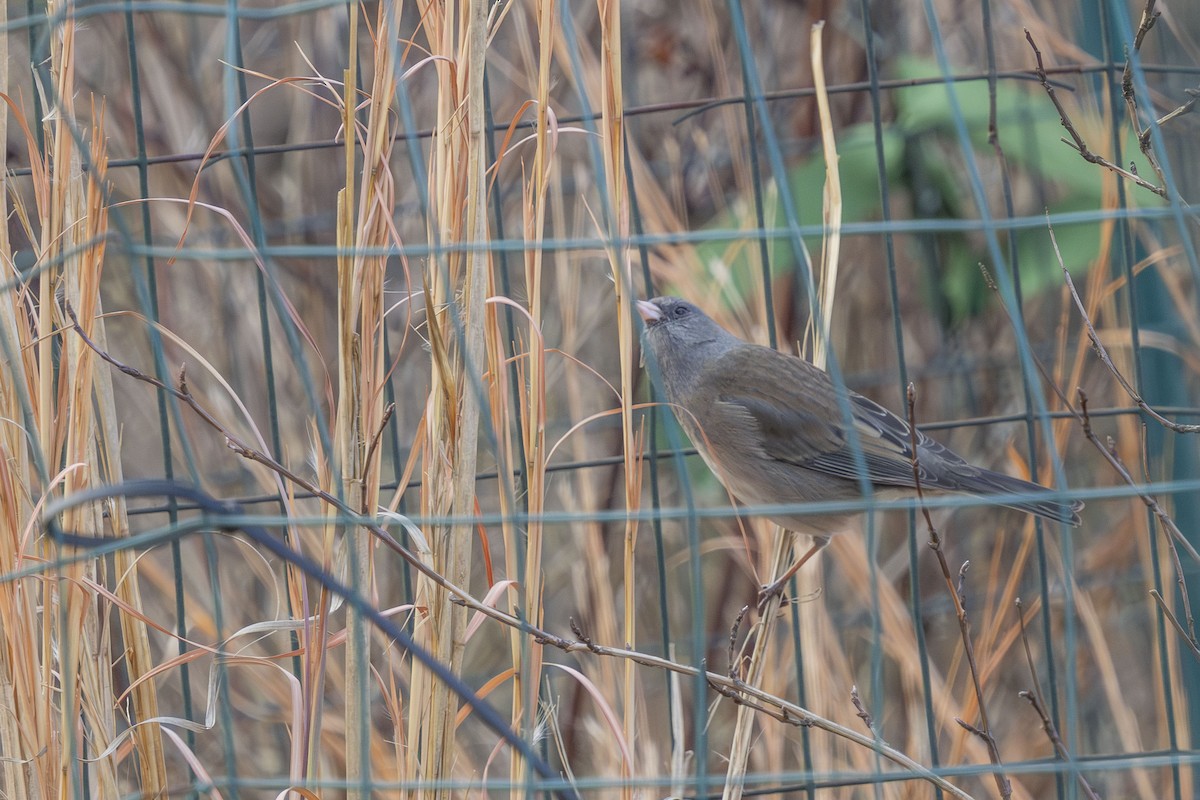 Dark-eyed Junco - ML646548732