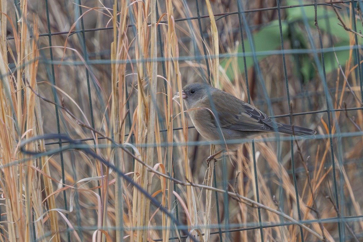 Dark-eyed Junco - ML646548733