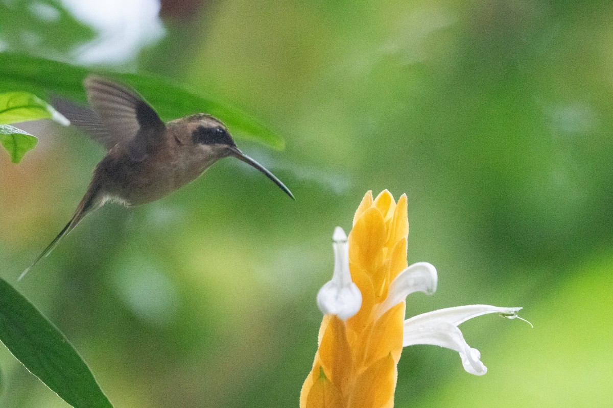 kolibřík proužkohrdlý - ML646548734