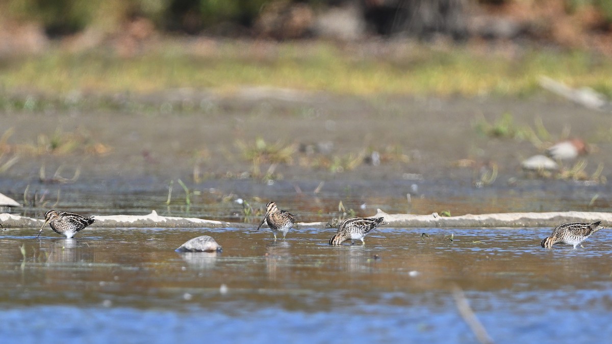 חרטומית אמריקנית - ML646548736