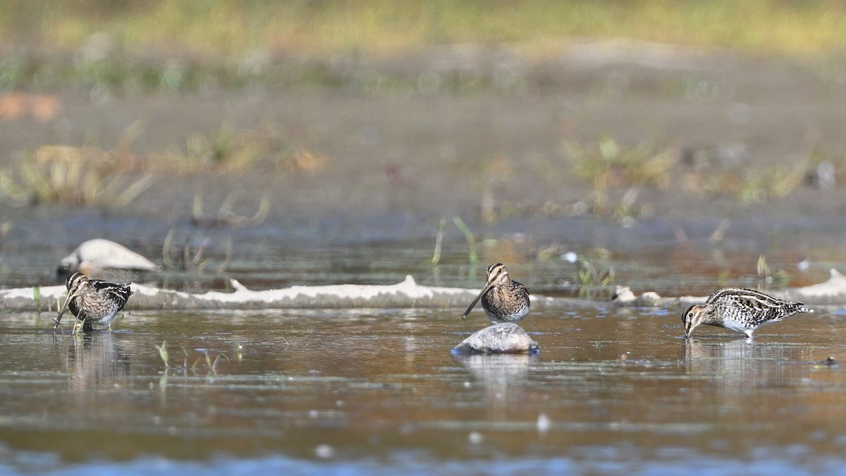 חרטומית אמריקנית - ML646548737
