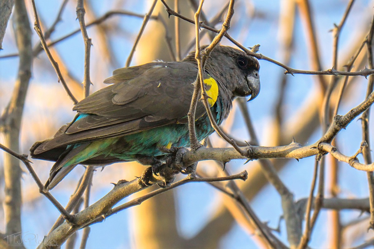 Meyer Papağanı - ML646548738