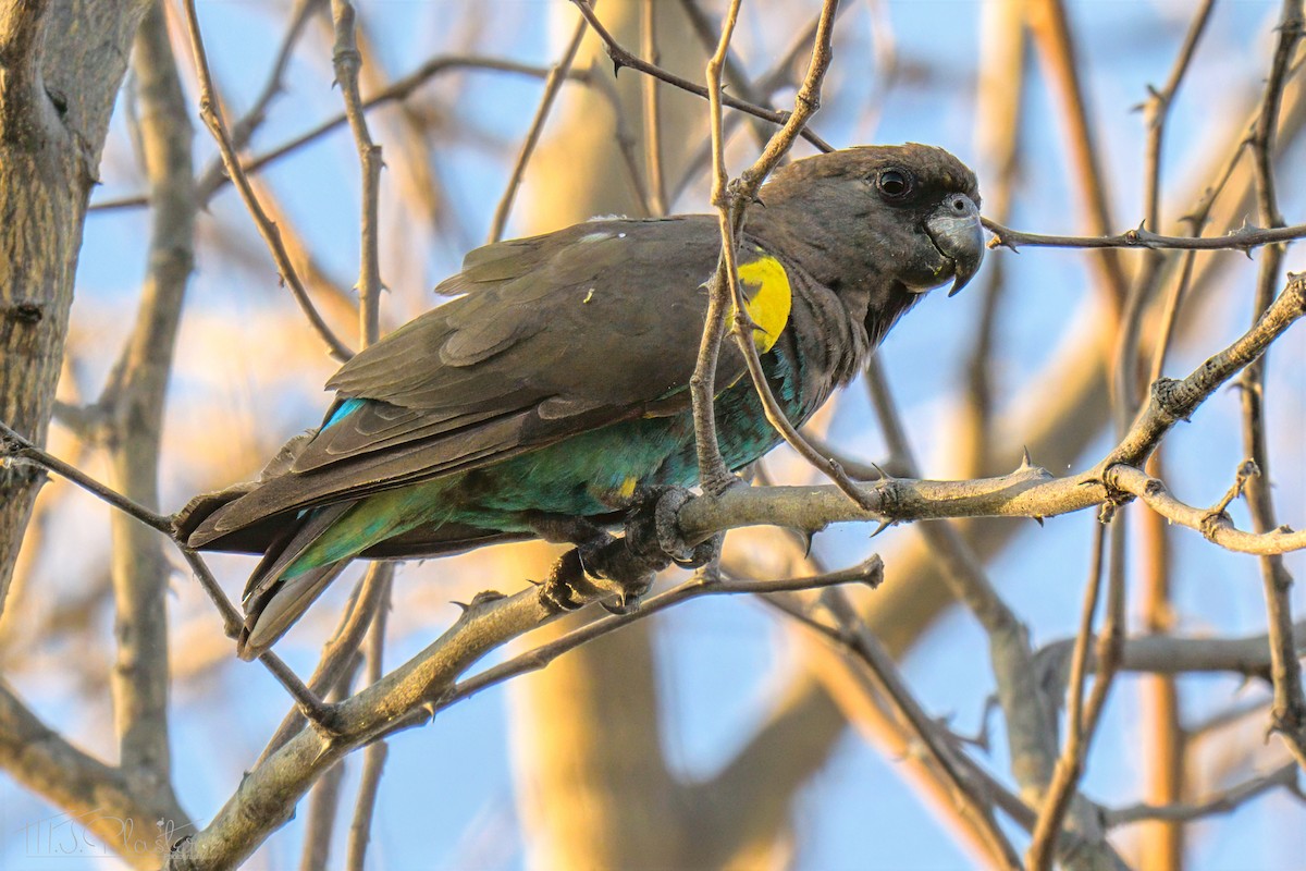 Meyer's Parrot - ML646548740