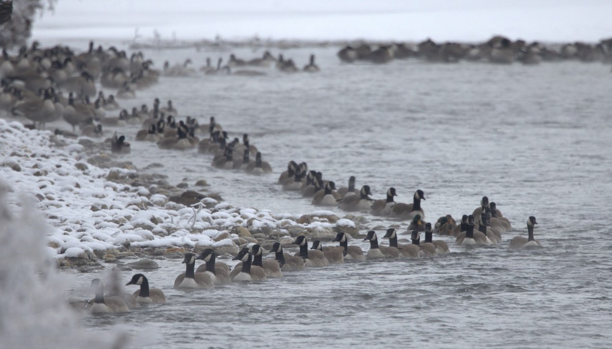 Canada Goose - ML646548745