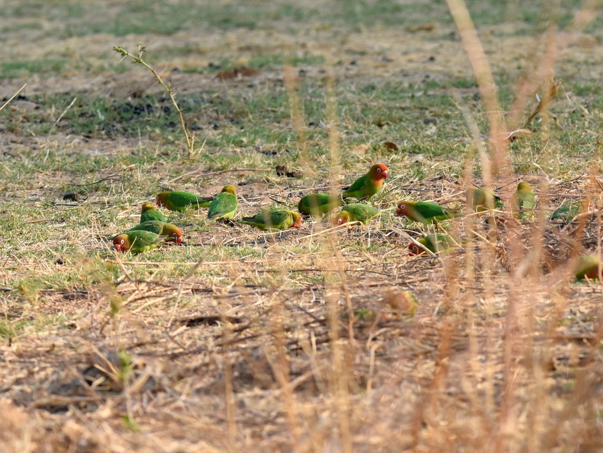 Lilian's Lovebird - ML646548746