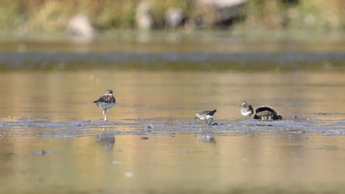 חופית זעירה - ML646548748