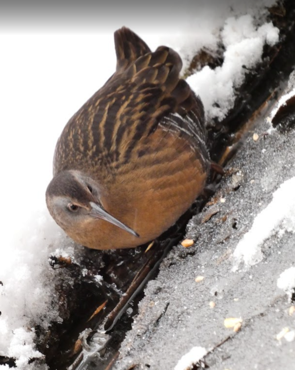 Virginia Rail - ML646548752