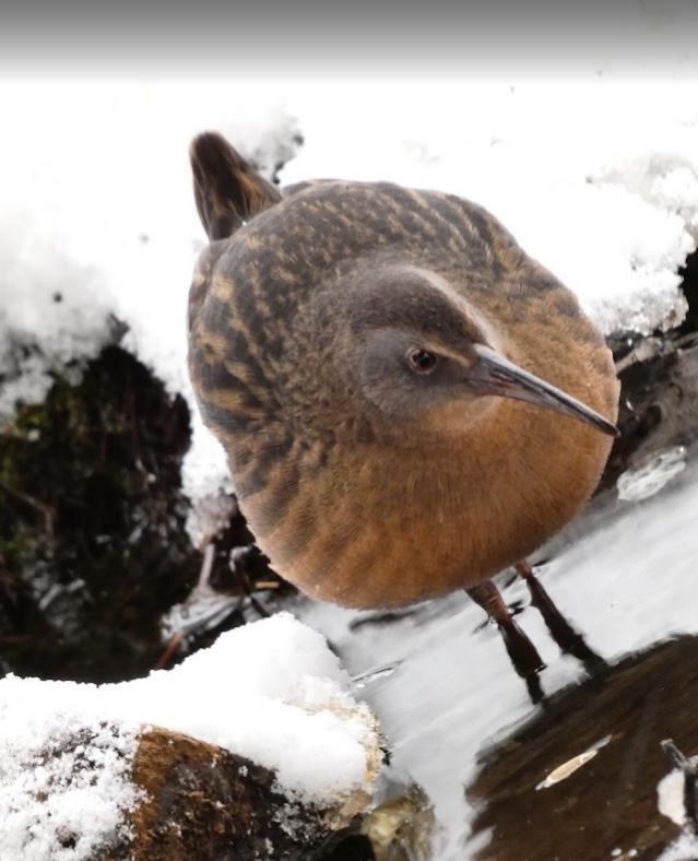 Virginia Rail - ML646548753