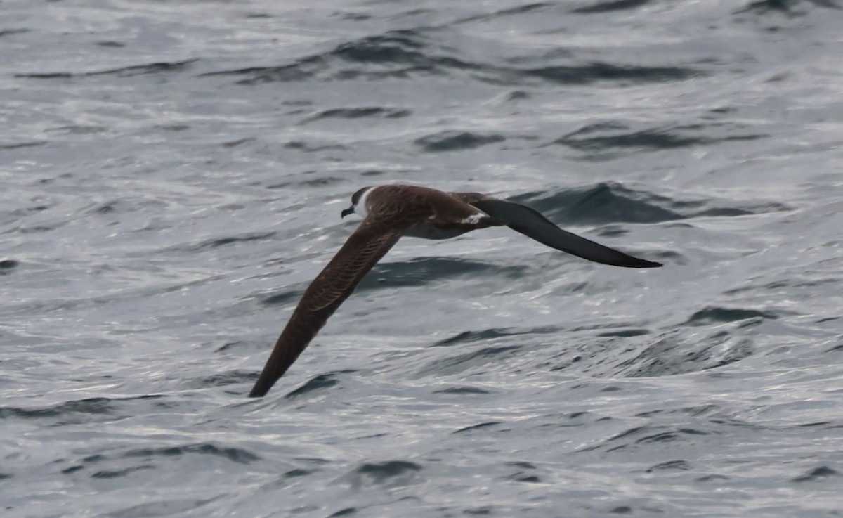 Great Shearwater - ML646548758