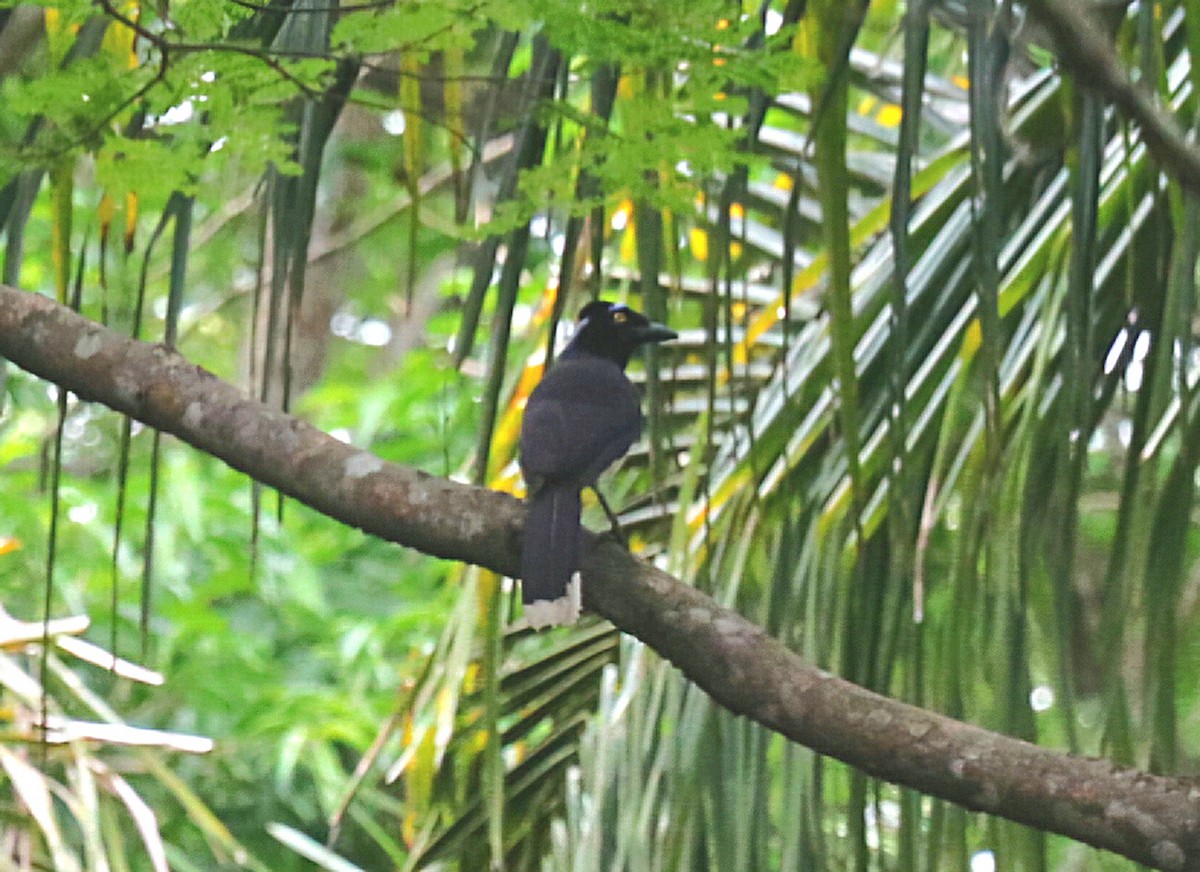Plush-crested Jay - ML646548760
