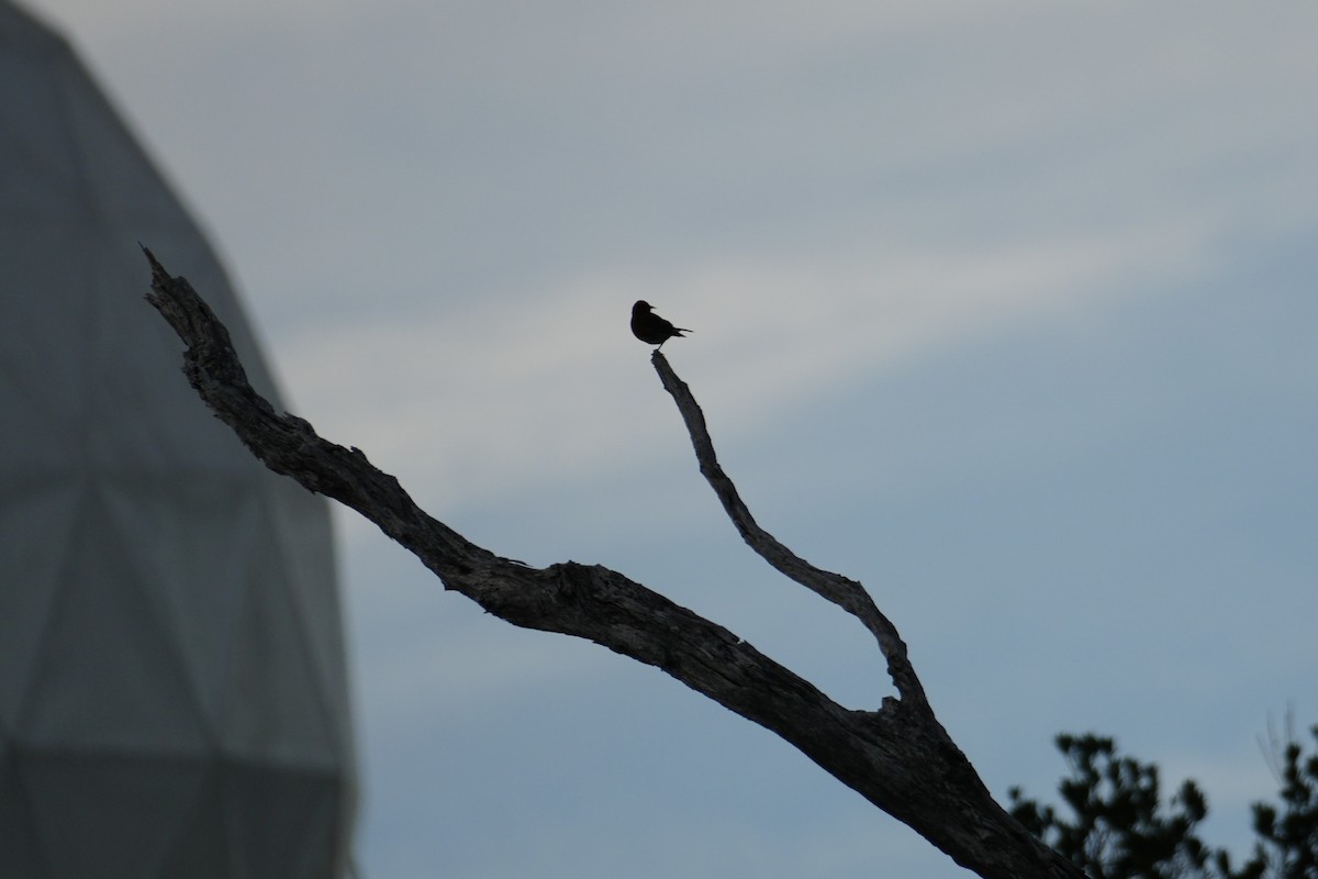 blodapapane - ML646548761